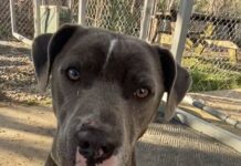 Pet of the Week: Meet the sweet, loving, caring Ms. Ida-Mae!