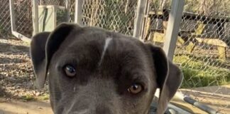 Pet of the Week: Meet the sweet, loving, caring Ms. Ida-Mae!