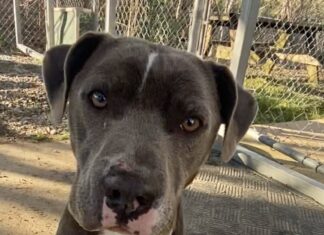 Pet of the Week: Meet the sweet, loving, caring Ms. Ida-Mae!