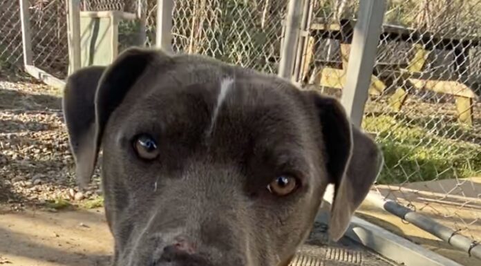 Pet of the Week: Meet the sweet, loving, caring Ms. Ida-Mae!