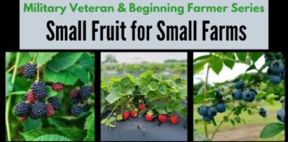 Agriplex hosting Small Fruit Farming Workshop for beginners and veterans Jan. 16