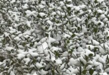 Save the plants! Care tips after Alabama snow