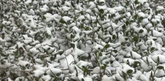 Save the plants! Care tips after Alabama snow