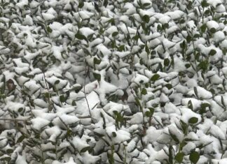 Save the plants! Care tips after Alabama snow