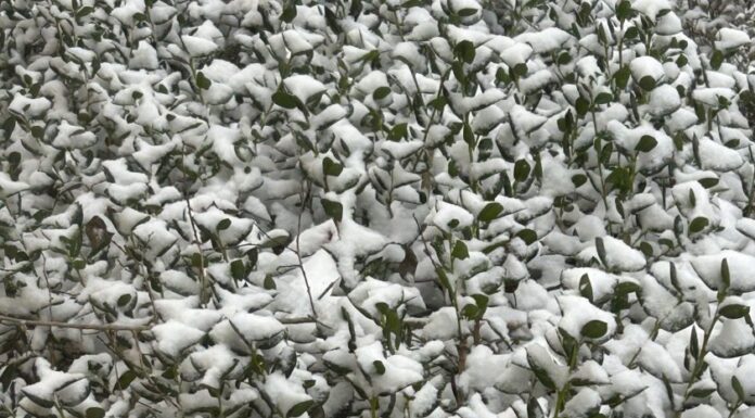 Save the plants! Care tips after Alabama snow