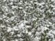 Save the plants! Care tips after Alabama snow