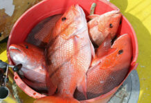 Marine Resources seeks fisheries input from public