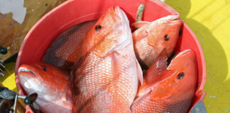 Marine Resources seeks fisheries input from public