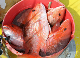 Marine Resources seeks fisheries input from public