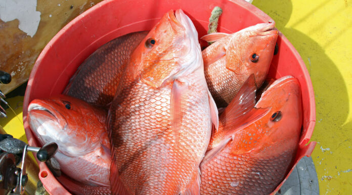 Marine Resources seeks fisheries input from public