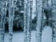 Winter preparedness tips for homeowners from Cullman Electric Cooperative