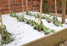 Winter weather warnings prompt yard and garden preparations