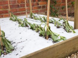Winter weather warnings prompt yard and garden preparations