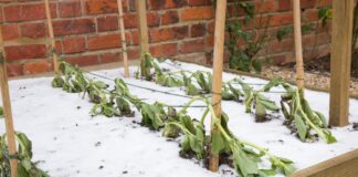 Winter weather warnings prompt yard and garden preparations