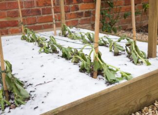 Winter weather warnings prompt yard and garden preparations