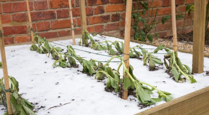 Winter weather warnings prompt yard and garden preparations