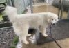 Pet of the Week: Meet peaceful and loving Snow Crystal