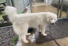 Pet of the Week: Meet peaceful and loving Snow Crystal