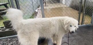 Pet of the Week: Meet peaceful and loving Snow Crystal