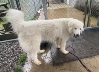 Pet of the Week: Meet peaceful and loving Snow Crystal