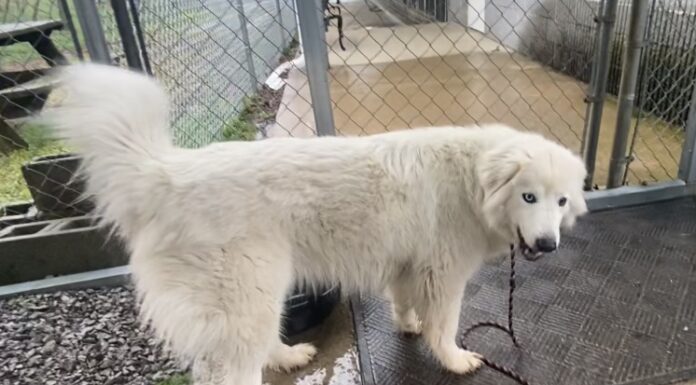 Pet of the Week: Meet peaceful and loving Snow Crystal