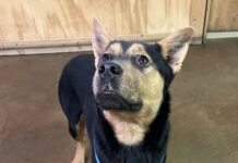 Pet of the Week: Houston, we have adoptions on the way