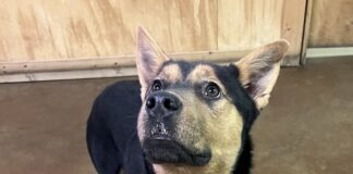 Pet of the Week: Houston, we have adoptions on the way