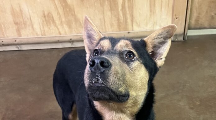 Pet of the Week: Houston, we have adoptions on the way