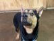 Pet of the Week: Houston, we have adoptions on the way