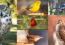 Join in the Great Backyard Bird Count Feb. 14-17