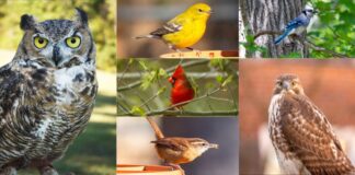Join in the Great Backyard Bird Count Feb. 14-17