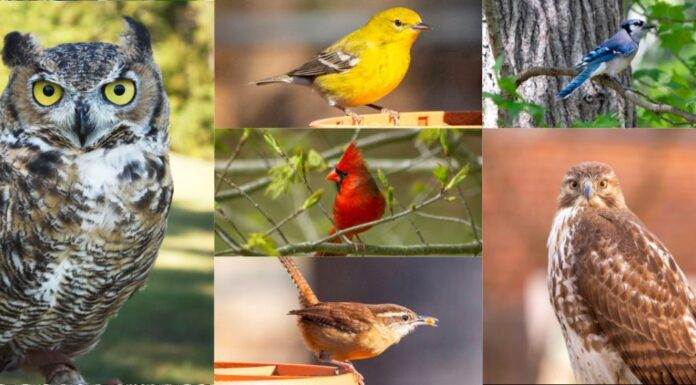 Join in the Great Backyard Bird Count Feb. 14-17