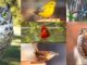Join in the Great Backyard Bird Count Feb. 14-17