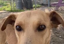 Pet of the Week: Order up! Meet Soft Taco