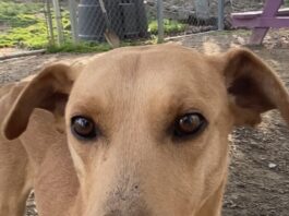 Pet of the Week: Order up! Meet Soft Taco