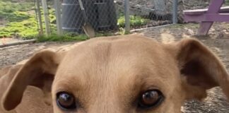 Pet of the Week: Order up! Meet Soft Taco