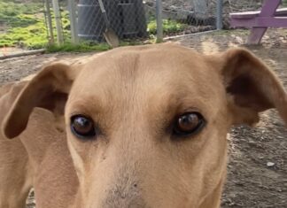 Pet of the Week: Order up! Meet Soft Taco