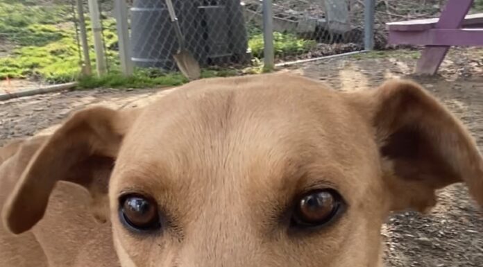 Pet of the Week: Order up! Meet Soft Taco