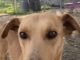 Pet of the Week: Order up! Meet Soft Taco