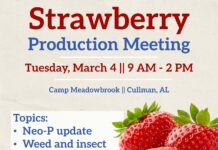Strawberry farming insight: Free strawberry workshop set for March 4 at Camp Meadowbrook