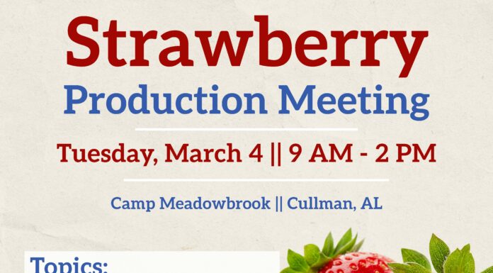 Strawberry farming insight: Free strawberry workshop set for March 4 at Camp Meadowbrook