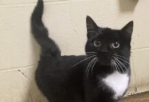 Pet of the Week: Put a bounce in your day with Katie