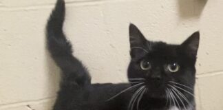 Pet of the Week: Put a bounce in your day with Katie