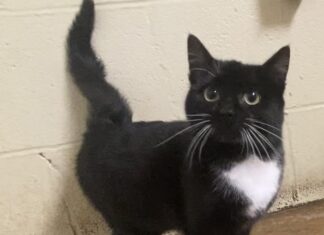 Pet of the Week: Put a bounce in your day with Katie