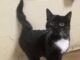 Pet of the Week: Put a bounce in your day with Katie