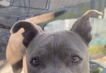 Pet of the Week: Meet the sweet and loving Layla!