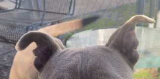 Pet of the Week: Meet the sweet and loving Layla!