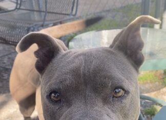 Pet of the Week: Meet the sweet and loving Layla!