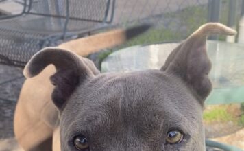 Pet of the Week: Meet the sweet and loving Layla!