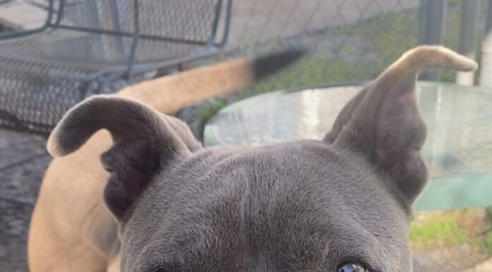 Pet of the Week: Meet the sweet and loving Layla!